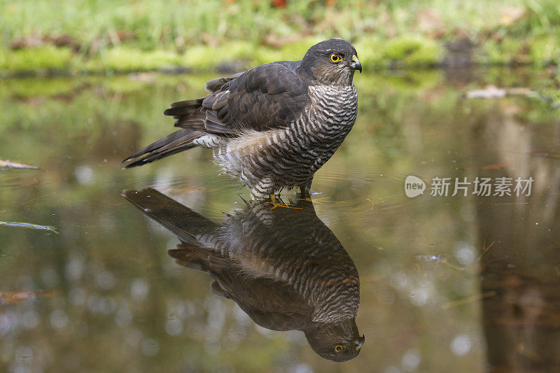 水中雌雀鹰(Accipiter nisus)